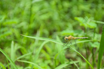 dragonfly on flower in garden close up nature outdoor insect animal, red brown color plant green background