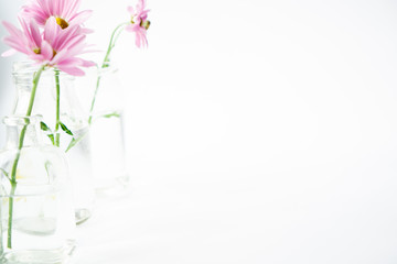 Floral still life with glass vases on a sunny white background.