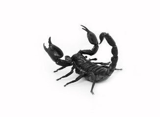 scorpion isolated on white background
