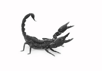 scorpion isolated on white background