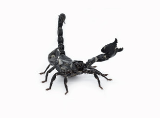 scorpion isolated on white background