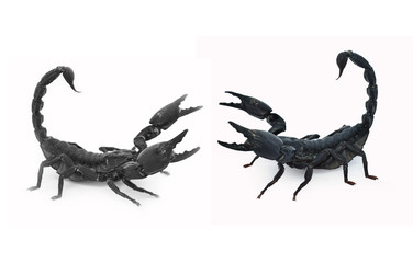 scorpion isolated on white background