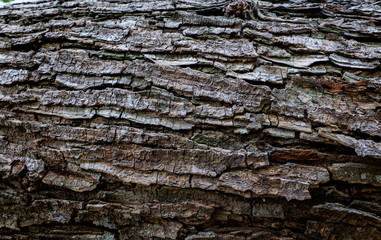 Wood grain of tree bark