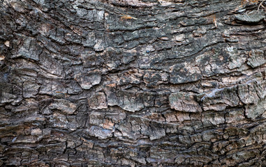 Wood grain of tree bark