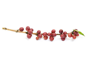 Coffee berries on white background.
