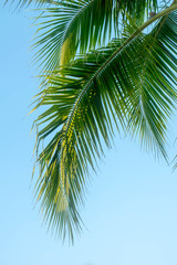 Naklejka premium coconut plam leaf tree on blue sky