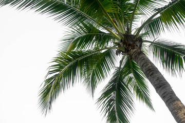 Obraz na płótnie Canvas coconut plam leaf isolate white background