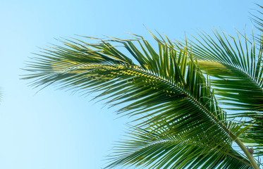Fototapeta na wymiar coconut plam leaf tree on blue sky