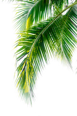 Fototapeta premium coconut plam leaf isolate white background
