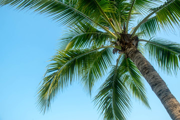 coconut plam leaf tree on blue sky