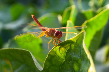 close up dragonfly on flower in garden nature outdoor insect animal, red orange color plant green background wildlife