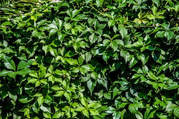 Natural background of many green leaves of a shrub