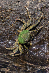 Green crab on a wet rock