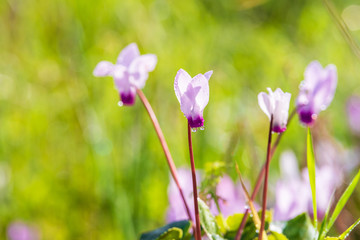 Cyclamen with raindrops on a blurry background of a spring meadow. 