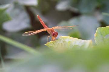 close up dragonfly on flower in garden nature outdoor insect animal, red orange color plant green background wildlife