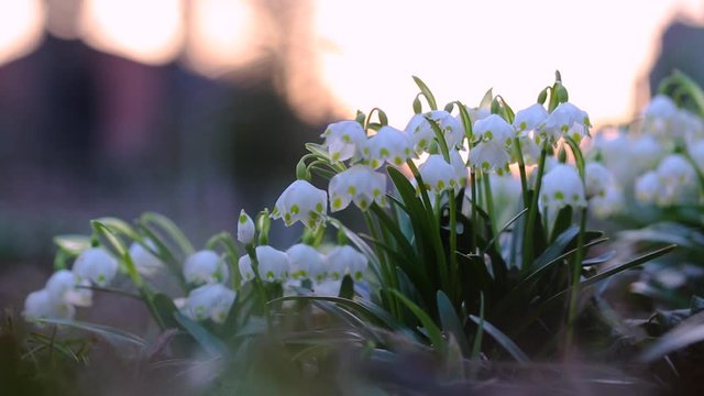 Leucojum vernum, called spring snowflake is a perennial bulbous flowering plant species in the family Amaryllidaceae.