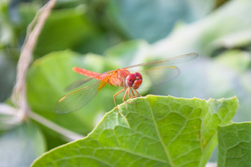 close up dragonfly on flower in garden nature outdoor insect animal, red orange color plant green background wildlife