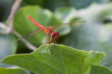 close up dragonfly on flower in garden nature outdoor insect animal, red orange color plant green background wildlife