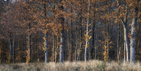 Herbstwald in der Ortenau