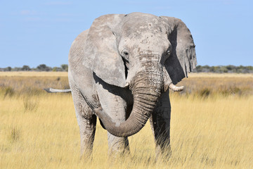 Fototapeta na wymiar Elephant in Etosha National Park, Namibia