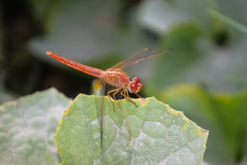 close up dragonfly on flower in garden nature outdoor insect animal, red orange color plant green background wildlife