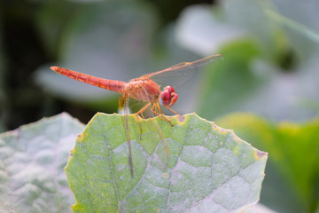 close up dragonfly on flower in garden nature outdoor insect animal, red orange color plant green background wildlife