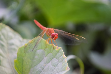 close up dragonfly on flower in garden nature outdoor insect animal, red orange color plant green background wildlife