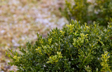 Spring boxwood in the garden