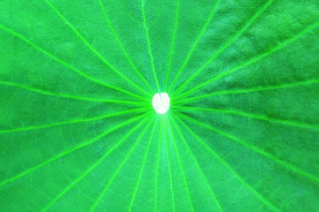 Closeup Photo of Green Lotus Leaf