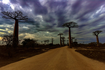 Baobab trees, Baobabs forest - Baobab alley, Morondava, Madagascar. Sunset.