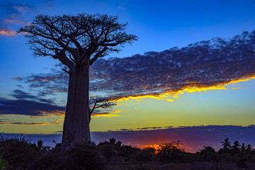 Baobab trees, Baobabs forest - Baobab alley, Morondava, Madagascar. Sunset.