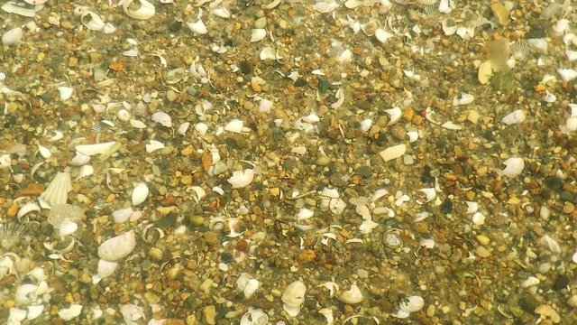 Seashells and minnows in shallow water of Cape Poge wildlife refuge Chappaquiddick Martha's Vineyard