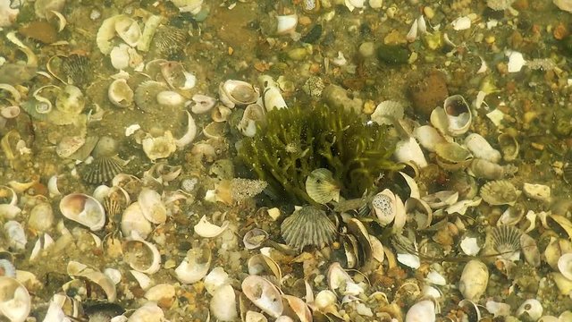 Seashells seaweed and minnows in shallow foamy water of wildlife refuge