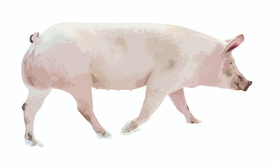 pig animal vecor illustration of farm animal