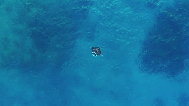 A beautiful, large Manta Ray flapping it's wings by the surface of the water - top view