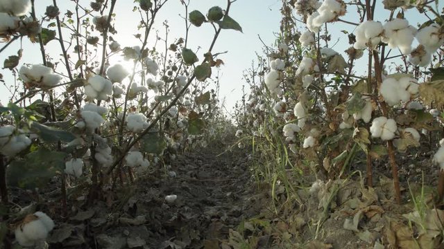 Cotton field plantation.Beds of high quality cotton are ready to harvest at sunset