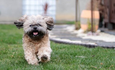 Pędzę, lecę ! © Dominik