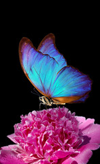 Obrazy na Szkle  niebieski motyl morpho na kwiat piwonii. zbliżenie. różowa piwonia i motyl na czarnym tle