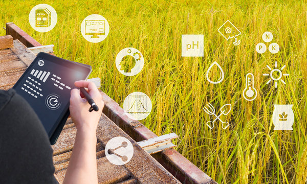 Smart farming using modern technologies in agriculture. Hand with tablet computer in rice field using apps and internet of things(IOT) in production and agricultural research, selective focus.