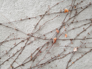 Weaving dried plants on wall background