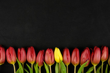 Flowers tulips red and yellow