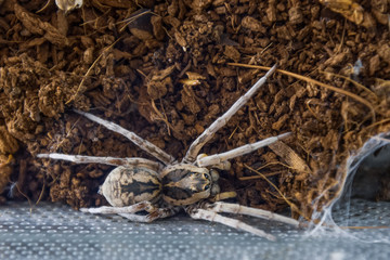 South Russian bright tarantula sits on the ground next to its burrow.