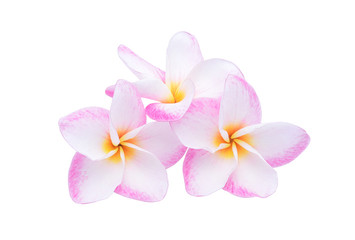 pink plumeria flower isolated on white background