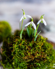 Delicate snowdrops growing out from under the moss.