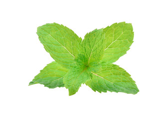 Mint leaves isolated on white background