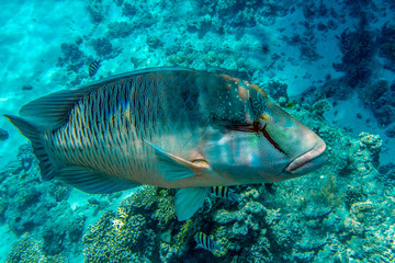 Close up of head of Napoleon fish with his big lips.Red sea Egypt