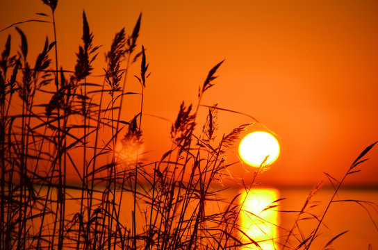 Sunset Reed Set