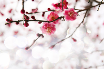 blooming plum tree. floral blurred background. banner size