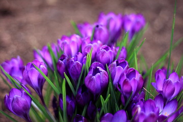 close up of early spring crocus blossoming with beautiful purple flowers