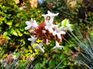 Close up of white flowers Abelia grandiflora on a bush.